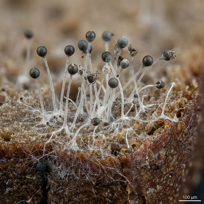 Mucor (hoofdschimmel)