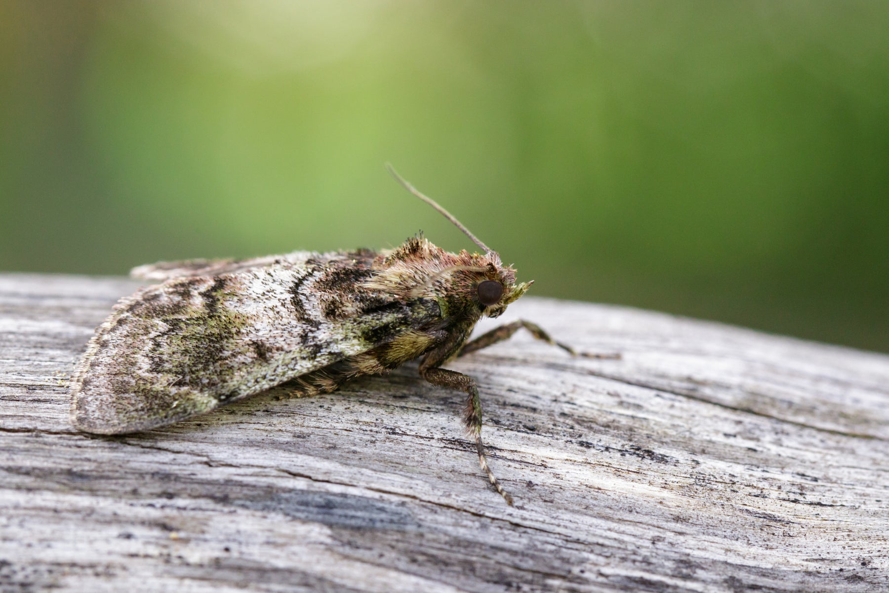 Sluipwespen tegen motten