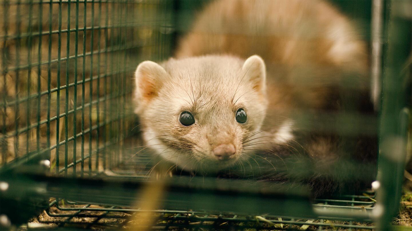 Marterval en mogelijke alternatieven