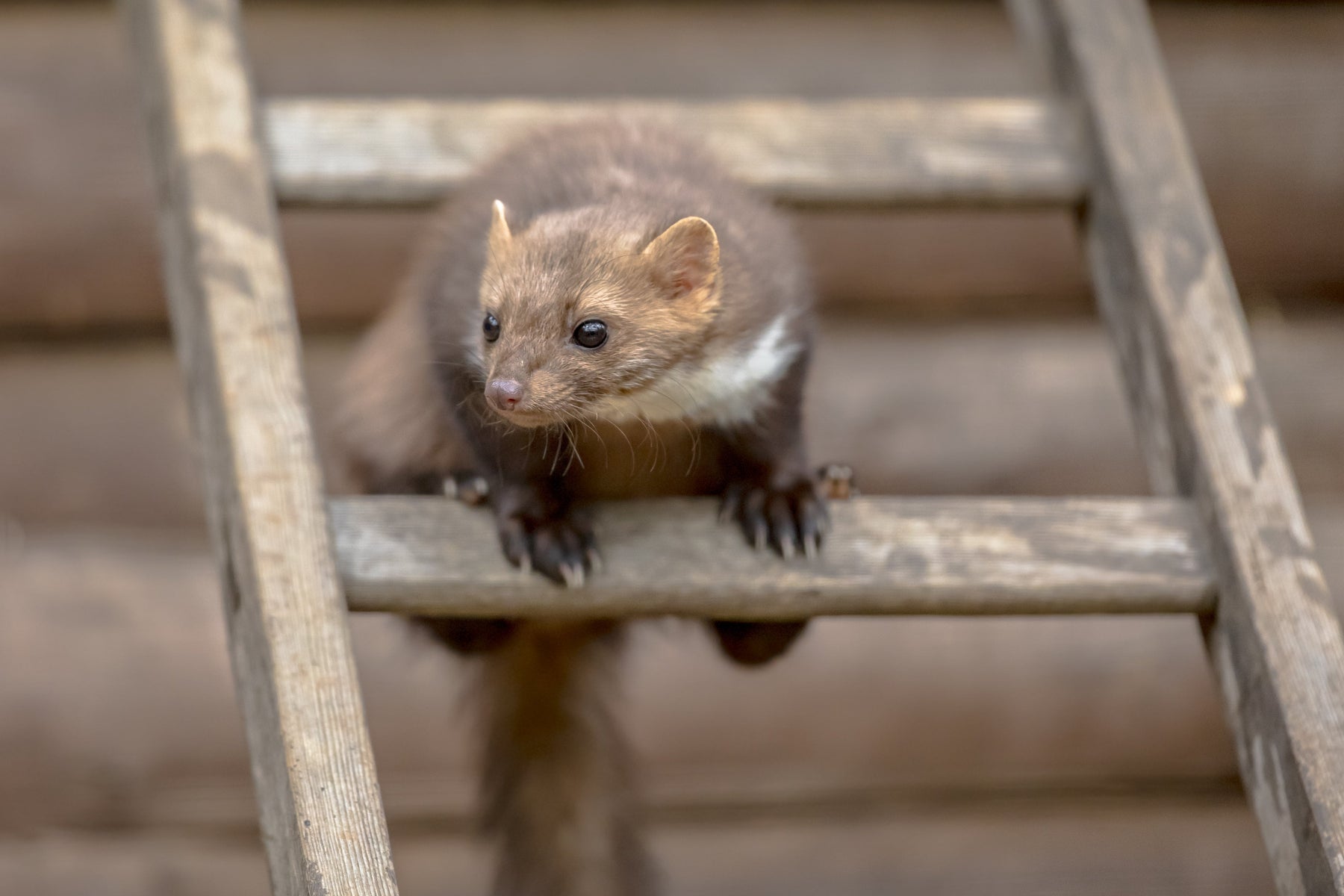 Huismiddeltjes voor marters