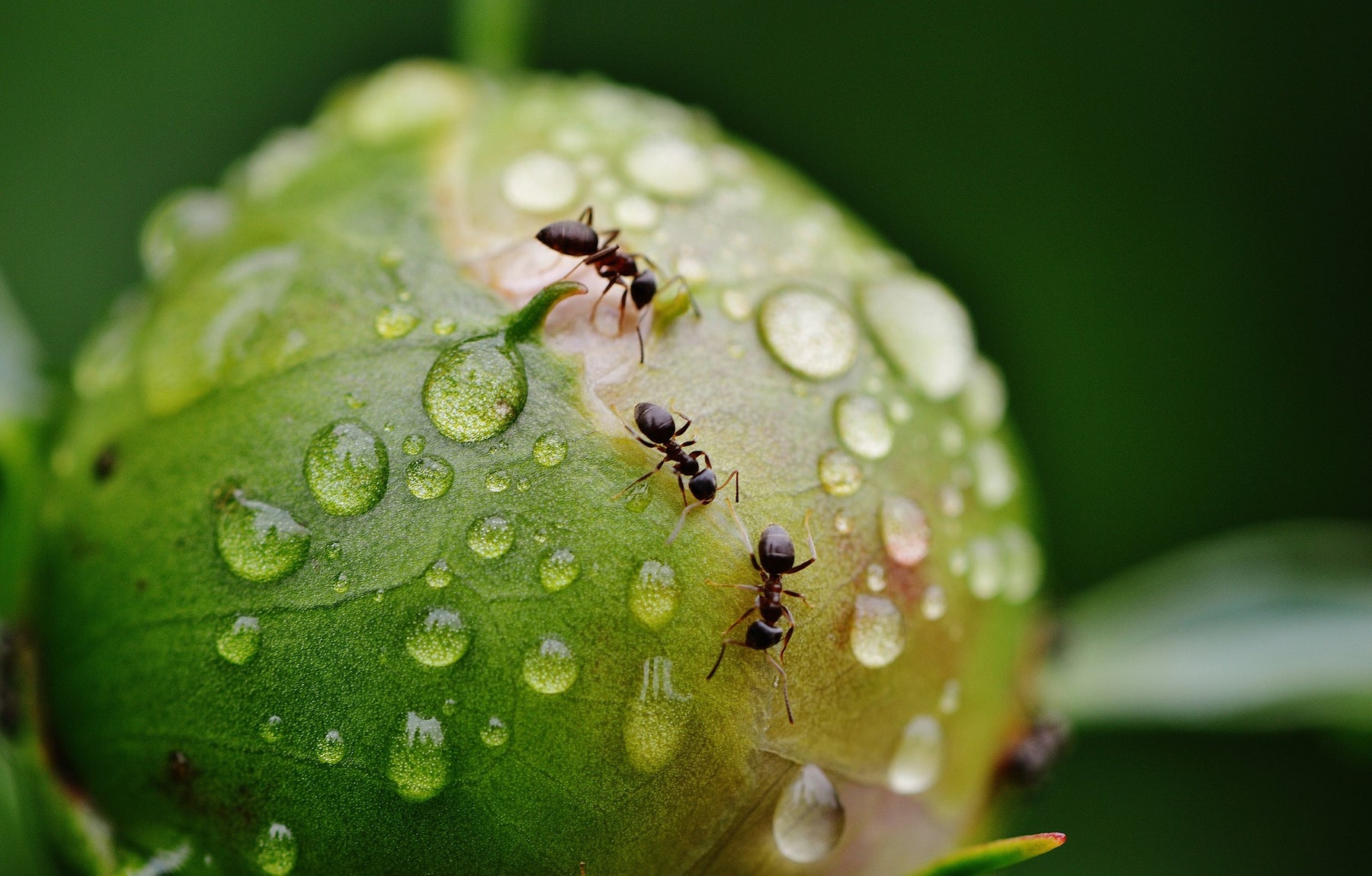 Verjaag mieren succesvol in huis en tuin