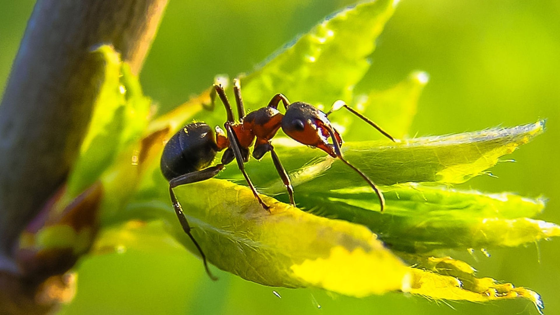 Mieren in het gazon - 10 tips tegen de bezige insecten