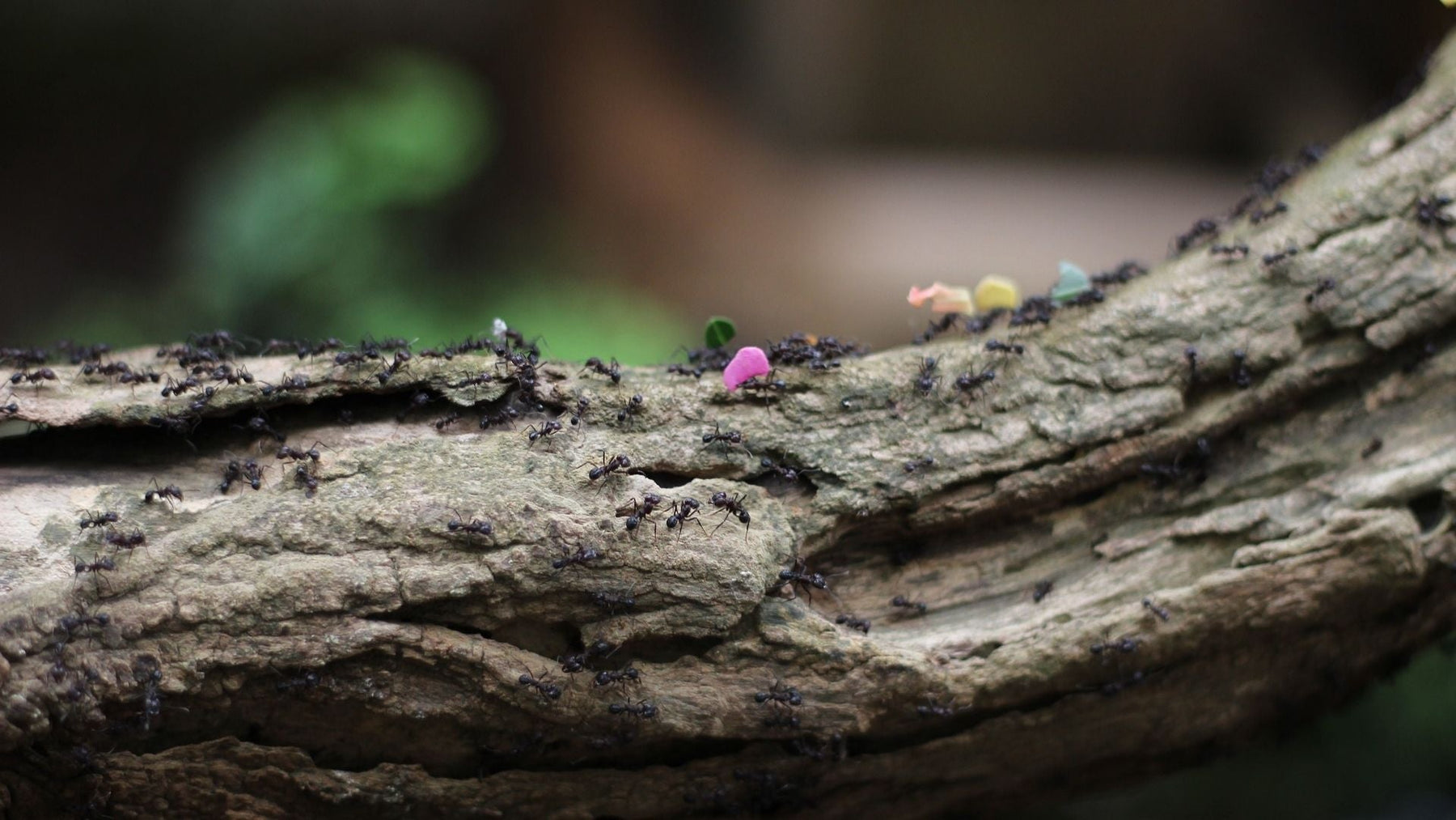 Bestrijd mieren op natuurlijke wijze met huismiddeltjes
