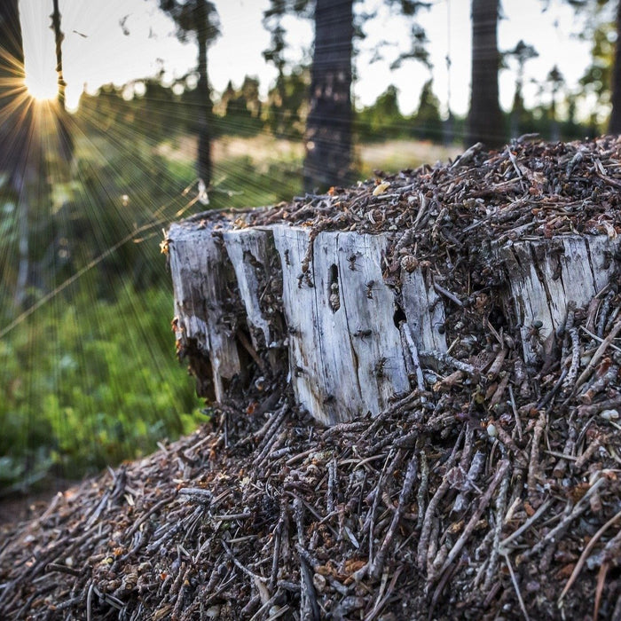 Mieren nestelen in het bos
