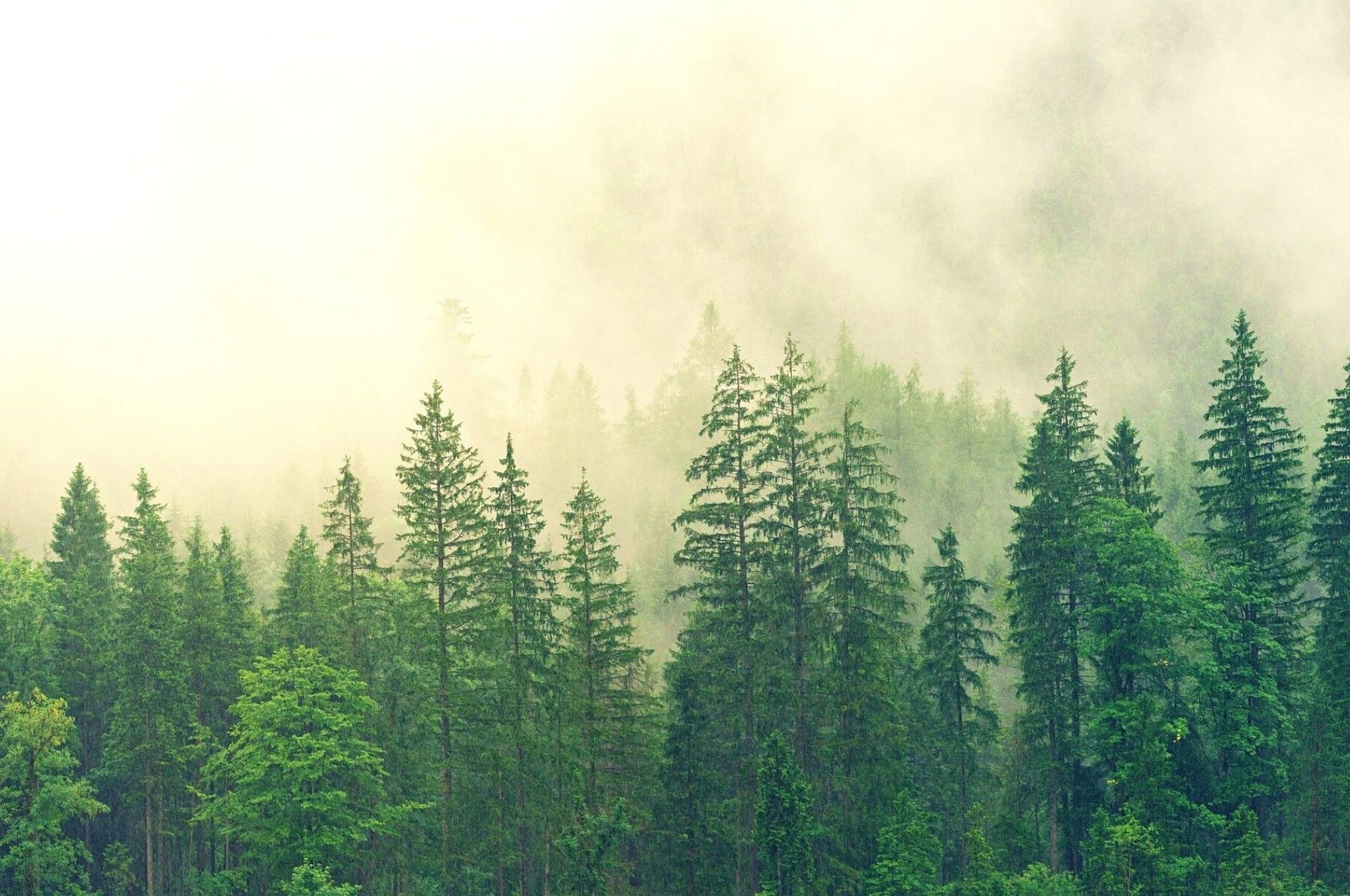 Schorskevers – kleine bosongedierte met een groot gevaarpotentieel