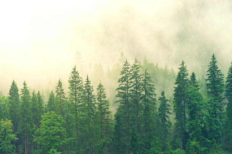 Schorskevers – kleine bosongedierte met een groot gevaarpotentieel