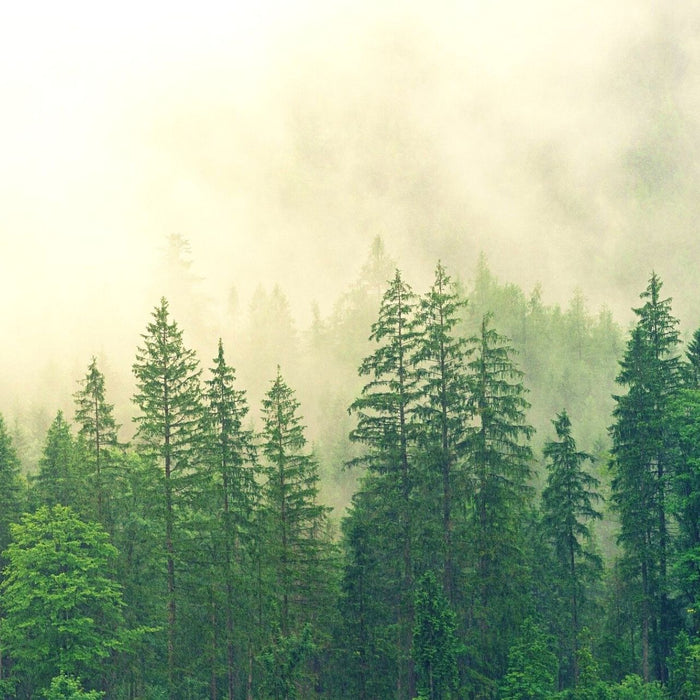 Bild eines Fichtenwaldes