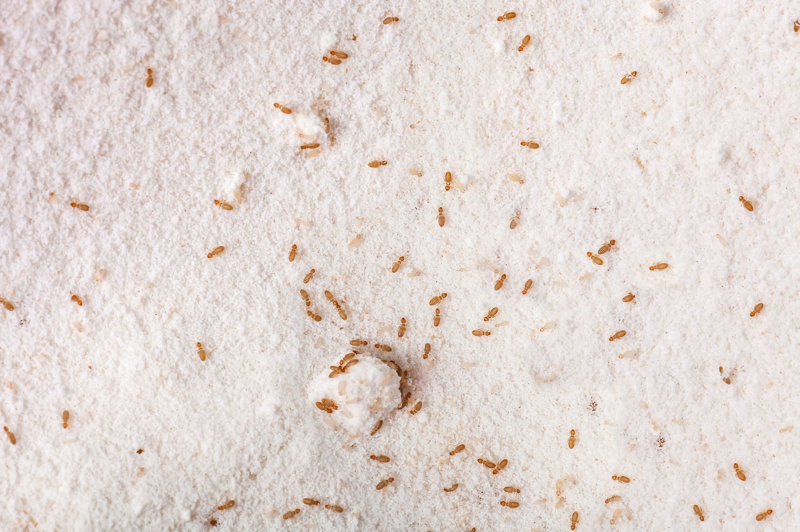 Staubläuse bekämpfen: Ursachen, Erkennung und Bekämpfung