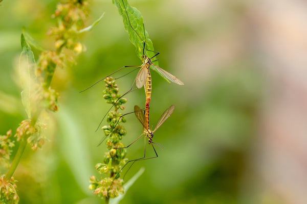 DEET muggenspray met bijwerkingen