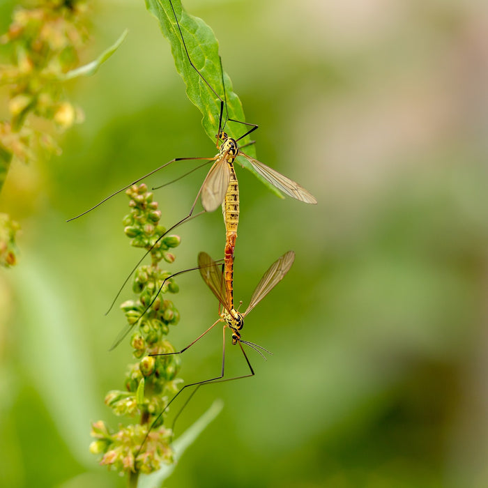 DEET Mückenabwehr mit Nebenwirkungen 