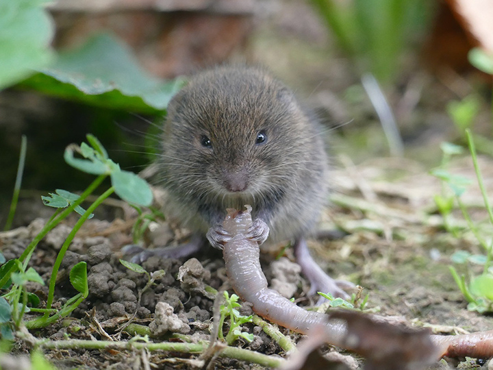 Vecht tegen woelmuizen