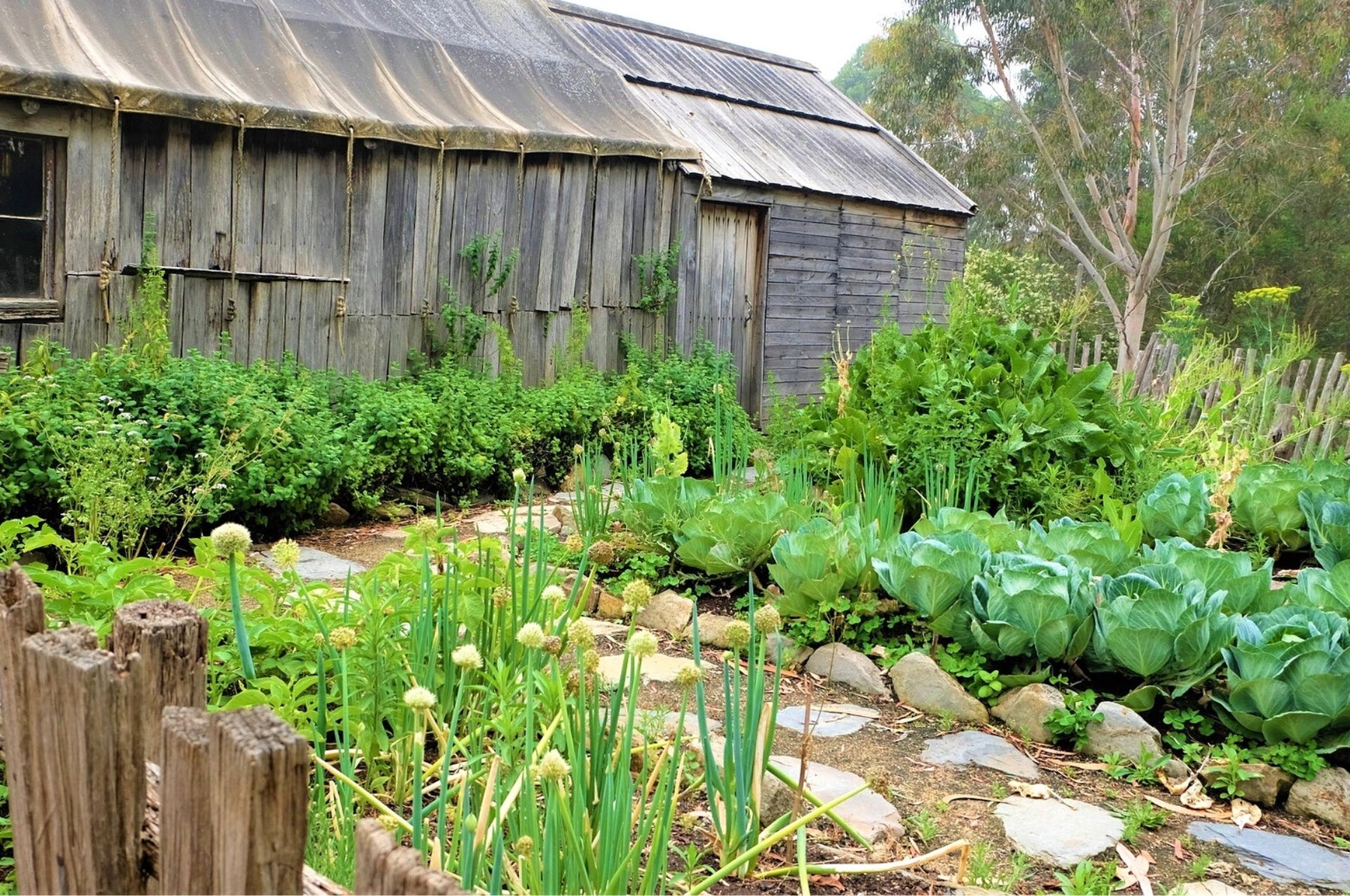 Bestrijd draadwormen – bereik je doel met biologische maatregelen!