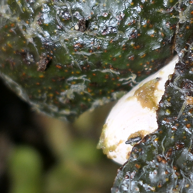 Kleine weiße Würmer in der Wurmkiste - Enchyträen Weißwürmer in der Wurmkiste