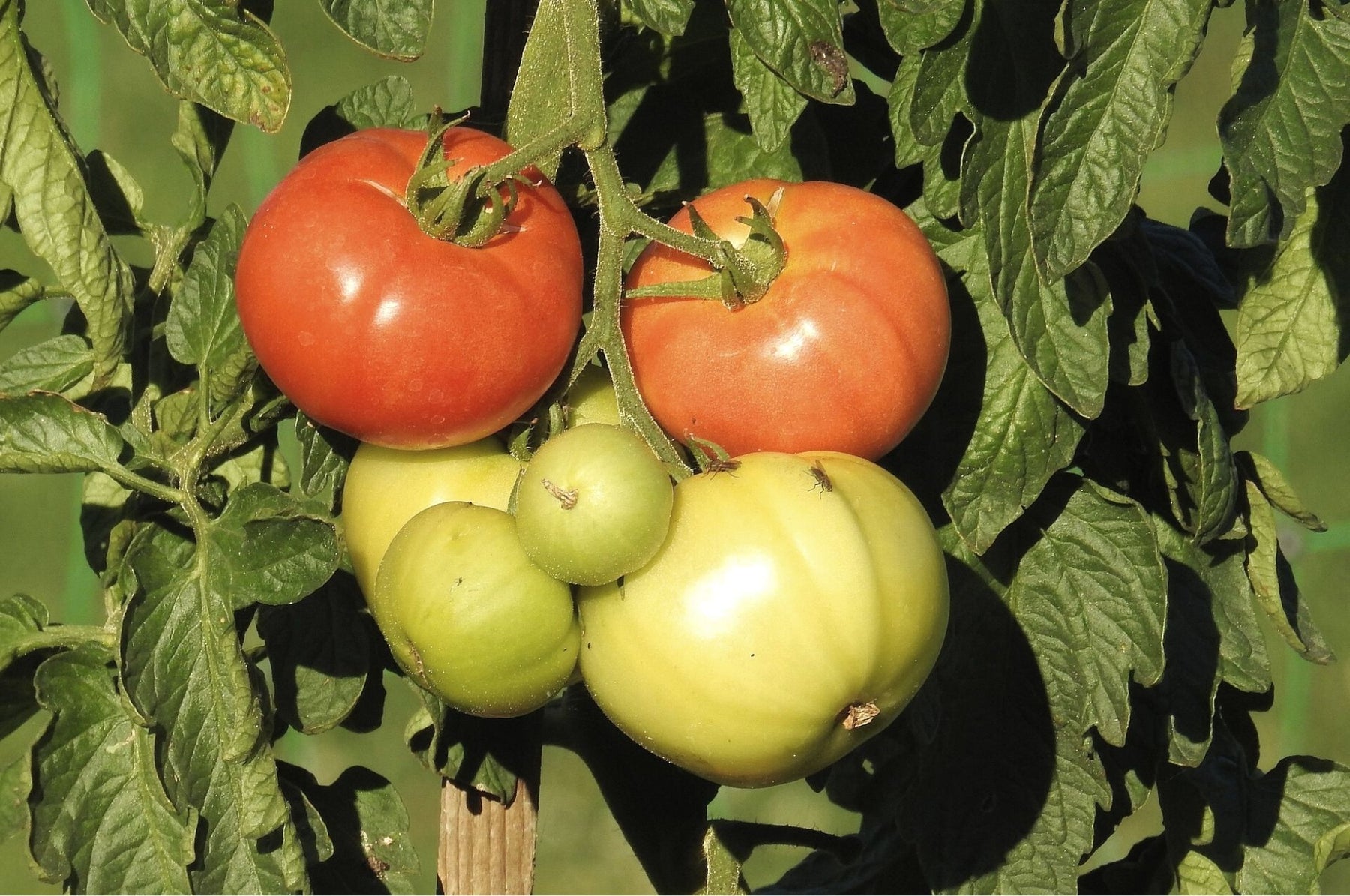 Vlooienkevers bestrijden – het werkt ook op natuurlijke wijze