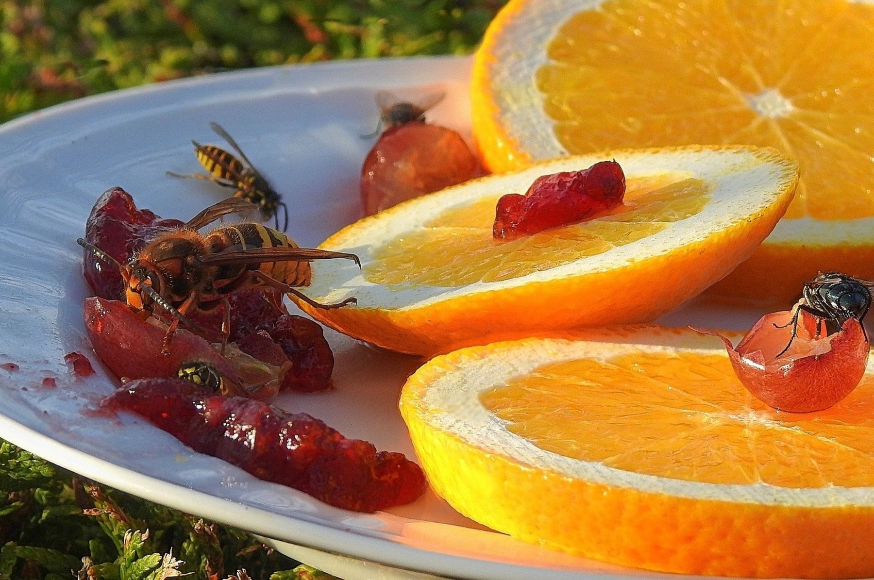 Aardwespen – het is ten strengste verboden om ze te bestrijden!