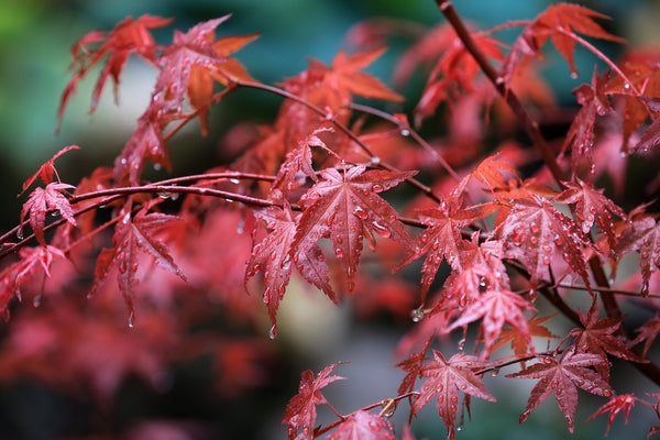 Fächerahorn: Alles rund um den richtigen Standort, das Schneiden & die Sorten von Acer palmatum