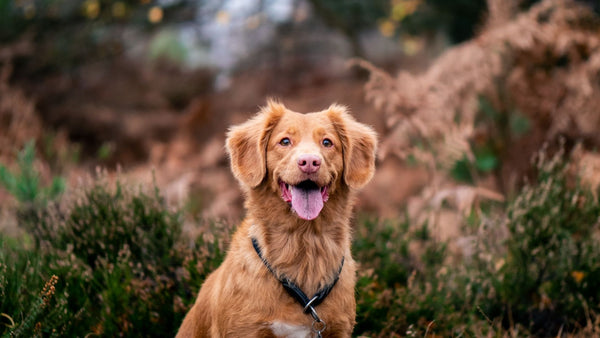 Een hijgende bruine hond buiten