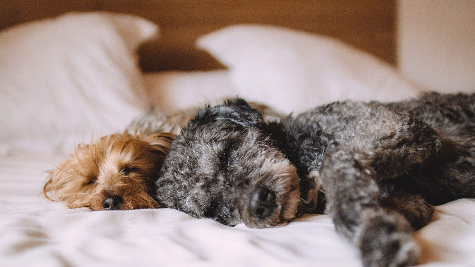 Vlooien in bed: huismiddeltjes en trucs om ze op de lange termijn te verwijderen!