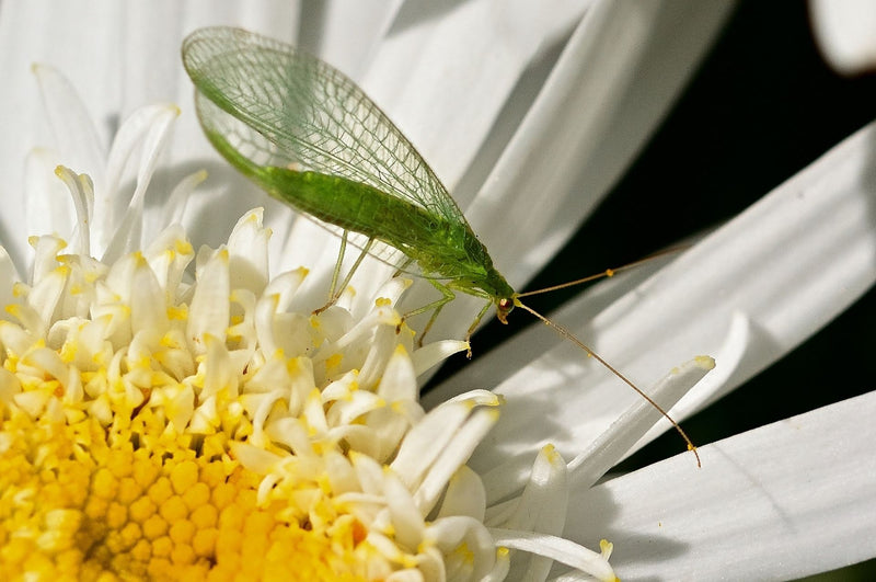 Gaasvliegen - nuttige helpers tegen plantenplagen!