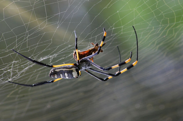 Spin in een web