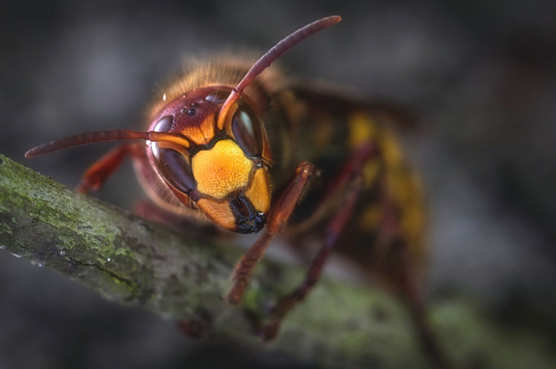 Horzels – gevaarlijk of vredig? Dit is hoe vreedzaam samenleven werkt!