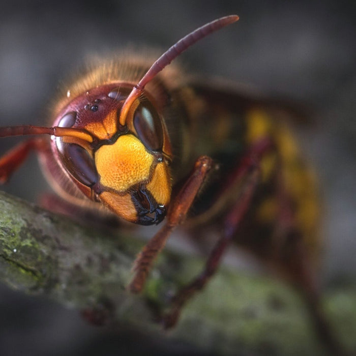 Hornissen – gefährlich oder friedfertig? So klappt ein friedliches Miteinander!