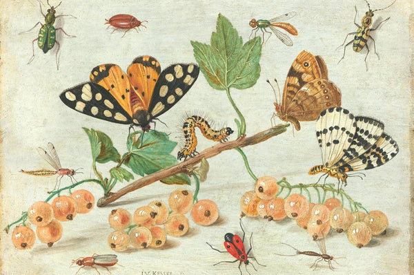 Tekening van verschillende insecten