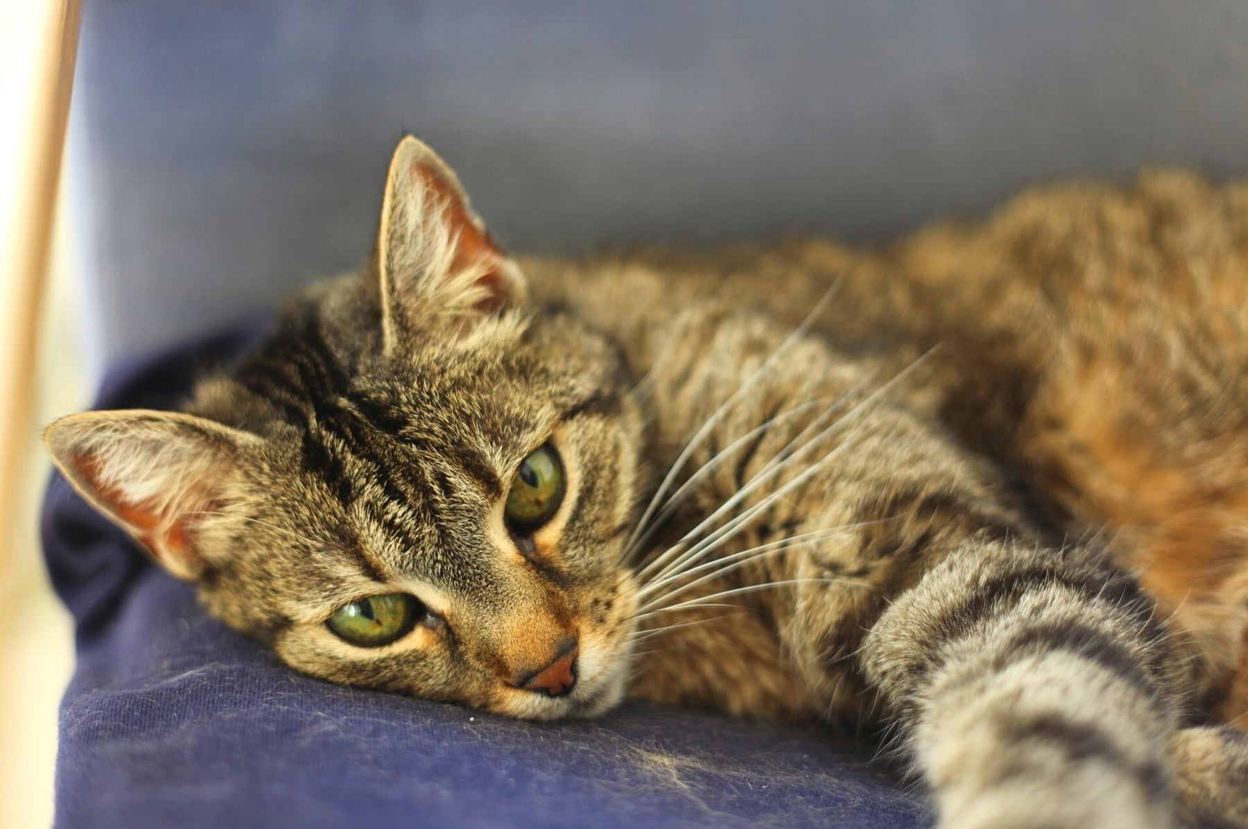 Jeuk bij katten – wat zijn de oorzaken?