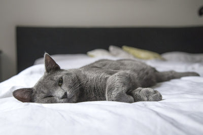 Kat ligt op een bed