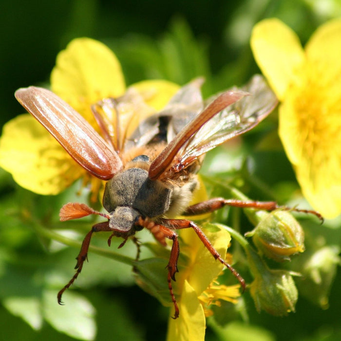 Fliegender Maikäfer