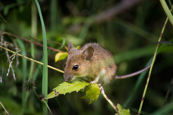 Muis op een kleine tak in de tuin