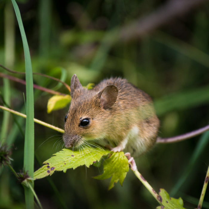 Maus auf einem kleinen Ast im Garten