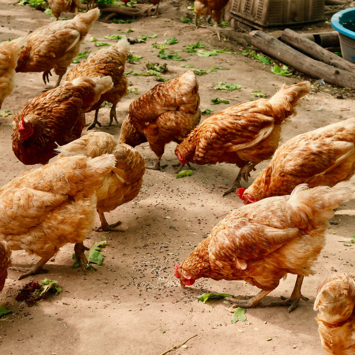 Freilaufende Hühner im Außengehege beim Picken