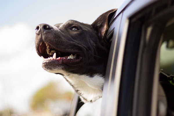 Gelukkige hond kijkt uit autoraam