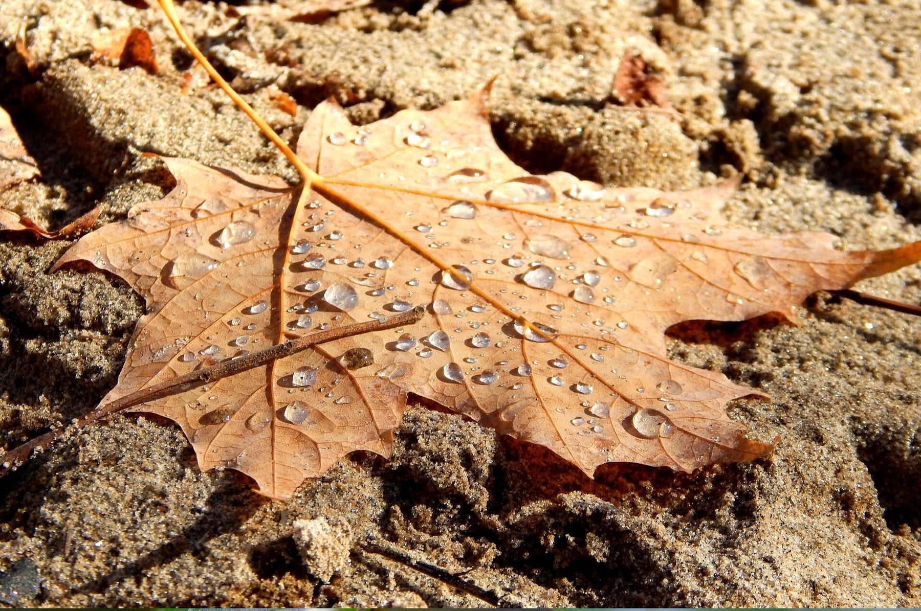 Nematoden tegen muggen en snuitkevers: zo gebruik je ze correct!