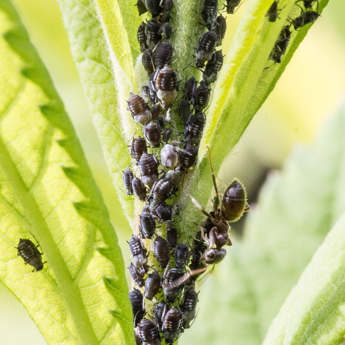 Schildlauskolonie an einer Pflanze