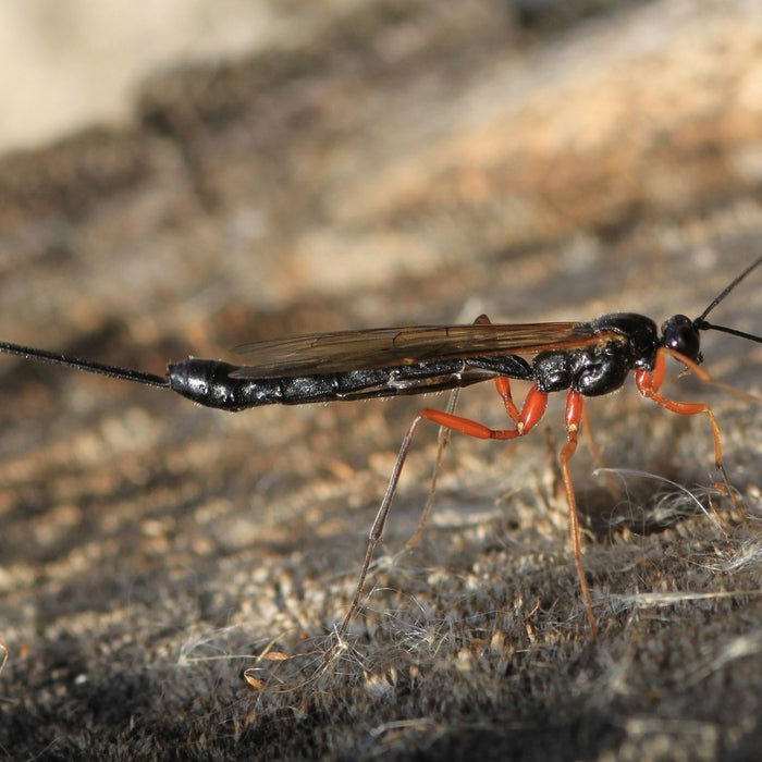 Schlupfwespe auf einem Holzstück