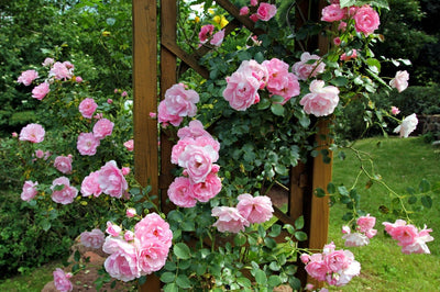 Rozenstruik in de tuin