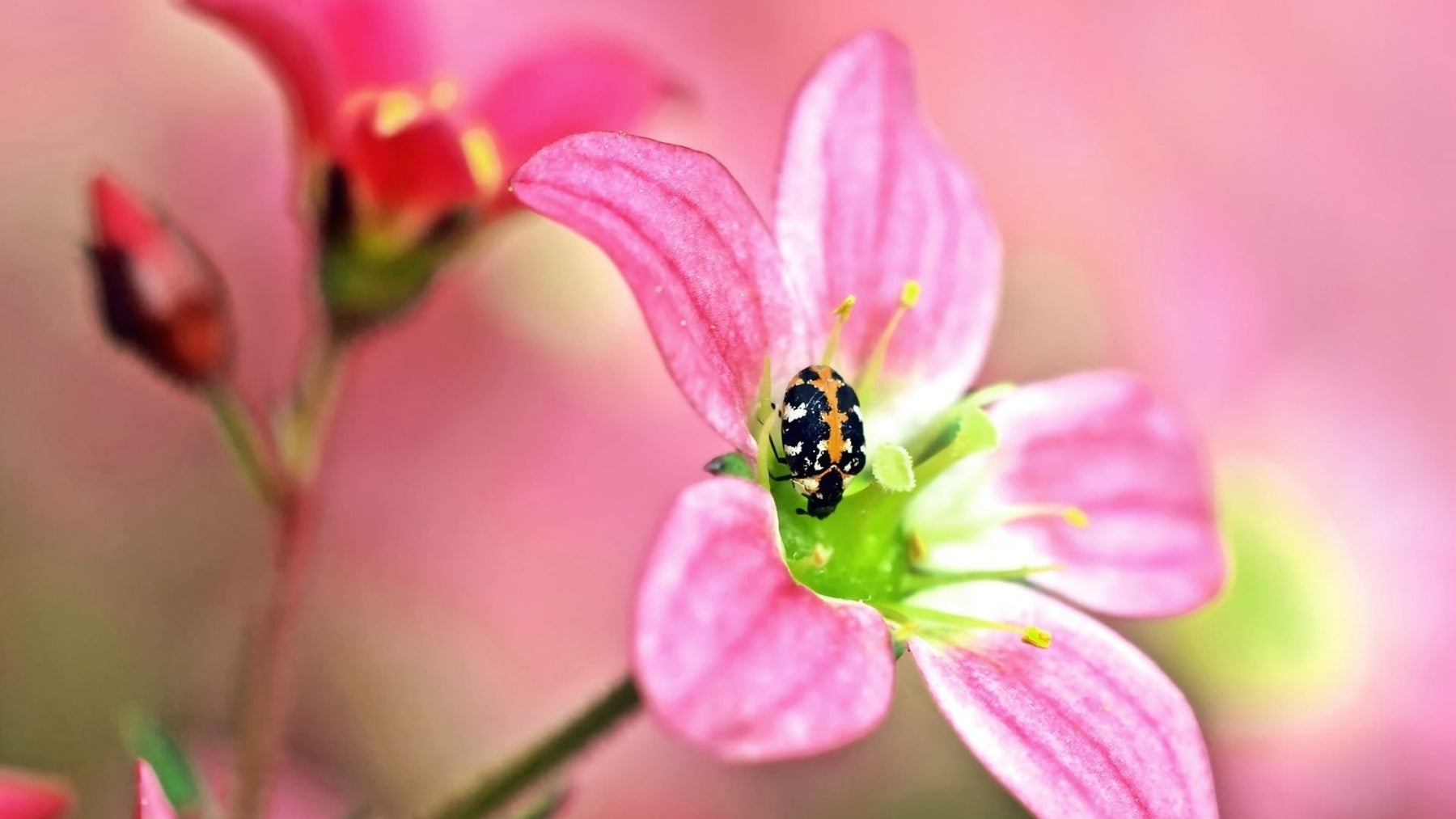 Weg met de larven van tapijtkevers – het werkt zonder schadelijke insecticiden!
