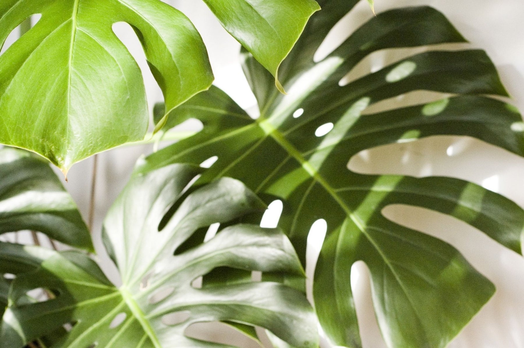 Detecteer en bestrijd trips - er zijn geen chemische wapens nodig!