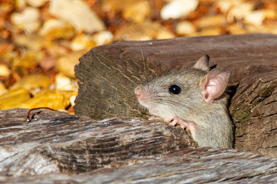 Muis in het kreupelhout