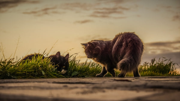 Er lopen twee katten rond