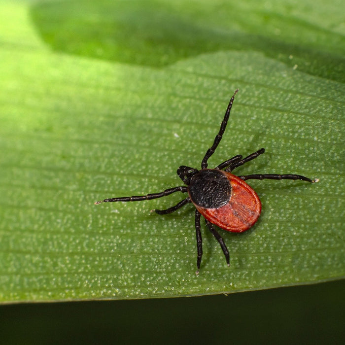 Zecke in der freien Natur