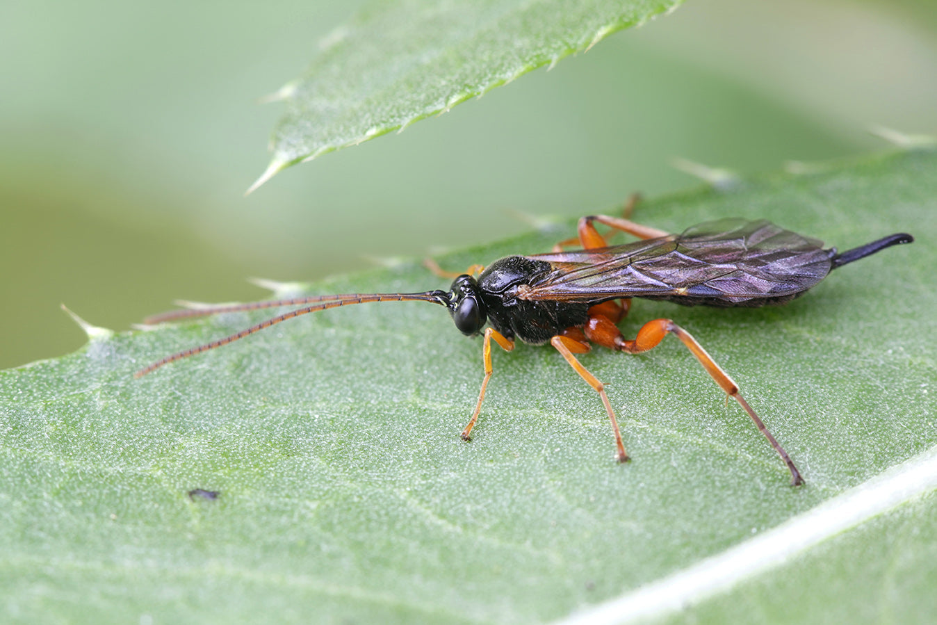 Sluipwespen tegen ongedierte: De natuurlijke bescherming voor uw huis