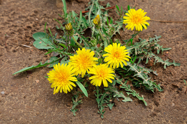 Paardebloembloemen in de natuur