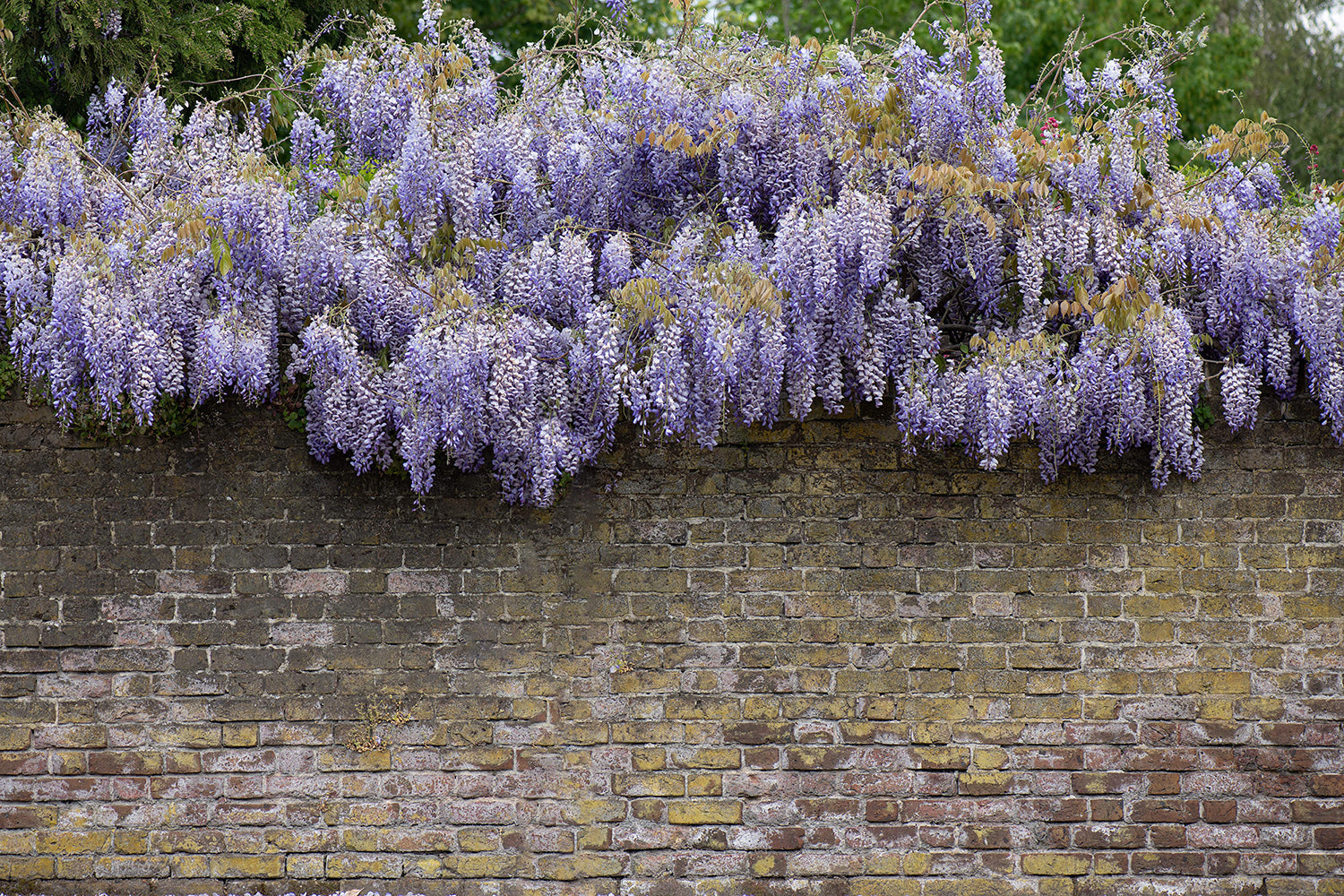 Natuurlijke privacybescherming: de 15 beste planten als privacybescherming voor tuin en balkon