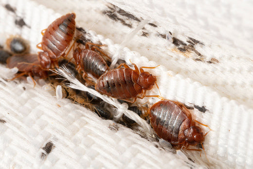 Bedwantsenkolonie op de matrasdoekmacro. Walgelijke bloedzuigende insecten. Volwassen insecten, larven en eieren. Sporen van vitale activiteit van de insecten.