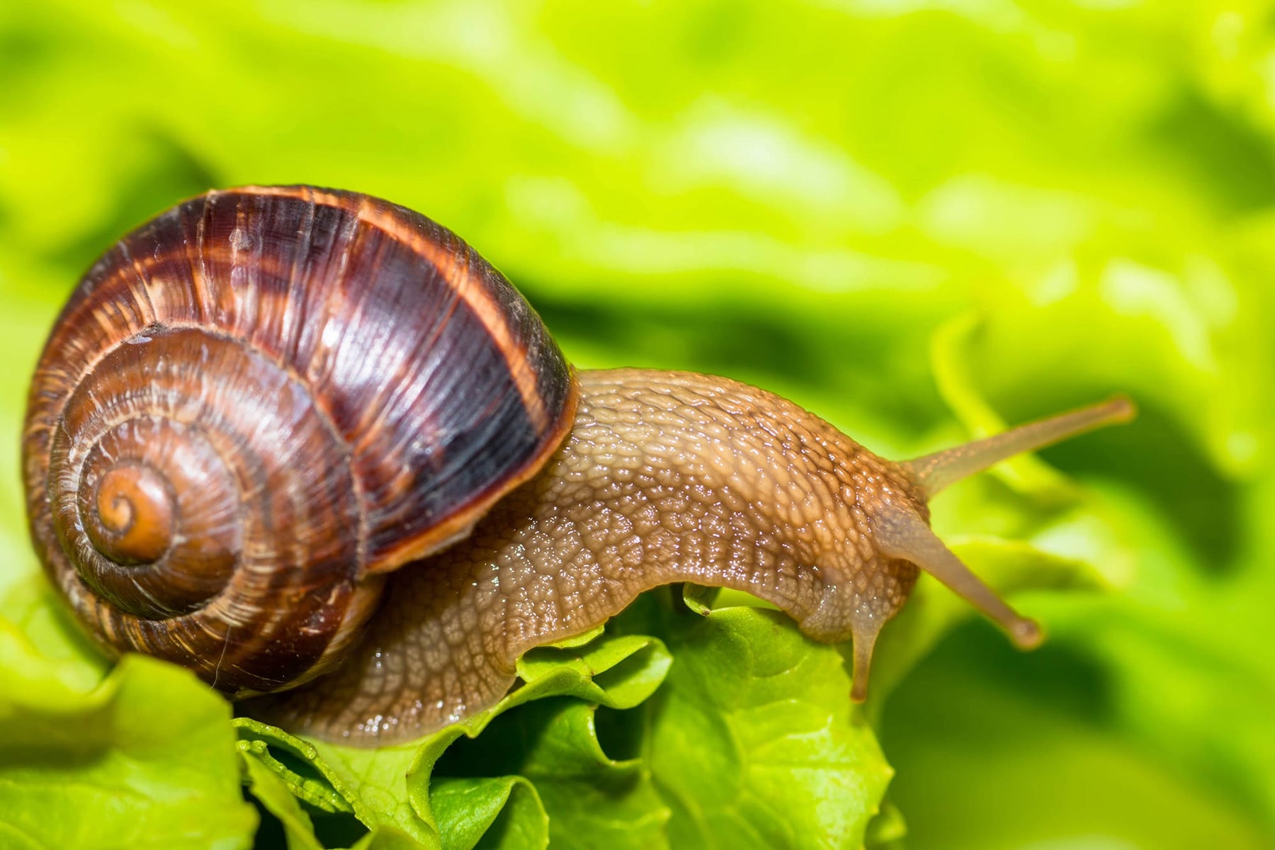 Slakkenlenzen: het onmisbare wapen in de strijd tegen slakken