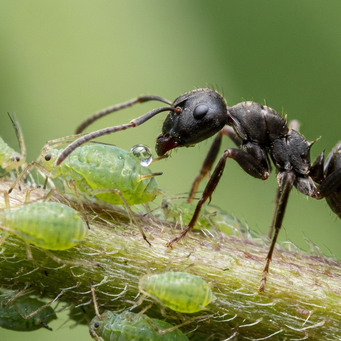 Mieren melken bladluizen voor honingdauw op een plantenstengel