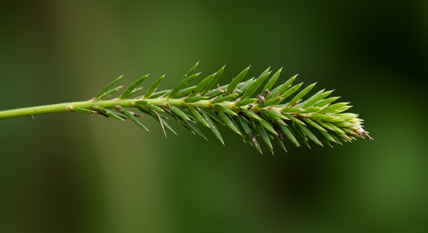Plantenplagen met foto's gratis online - identificeer en identificeer plantenplagen